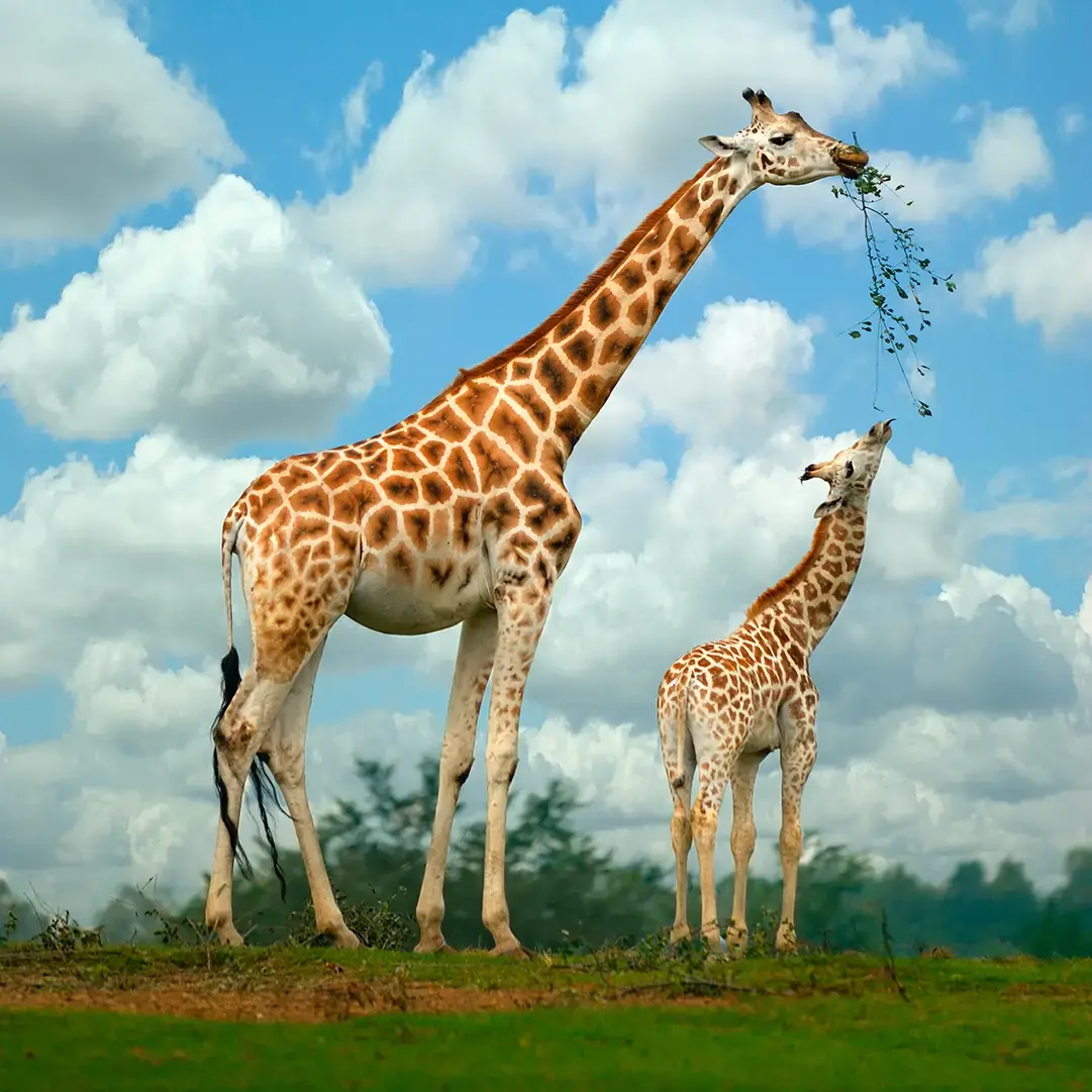 ADOPTING GIRAFFES