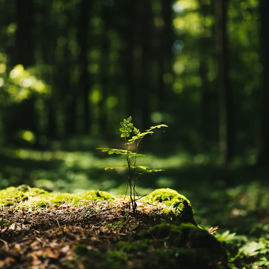 OUR FOREST